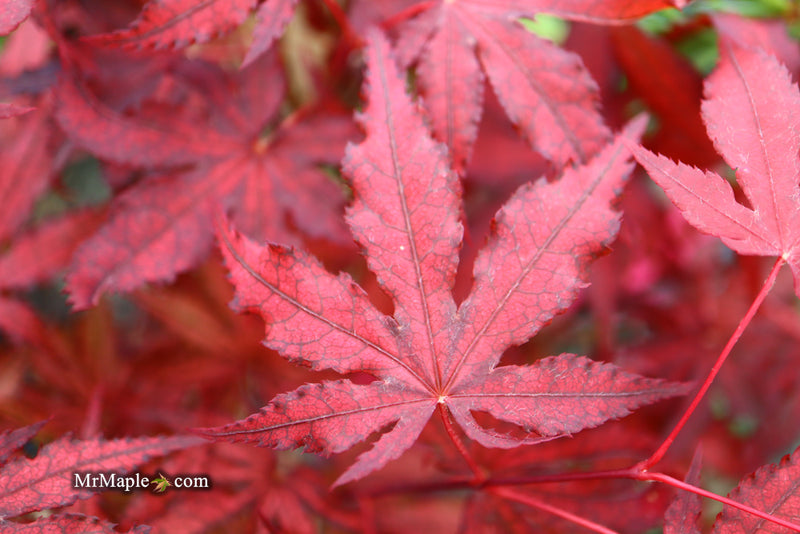- Acer palmatum 'Dark Knight' Japanese Maple - Mr Maple │ Buy Japanese Maple Trees