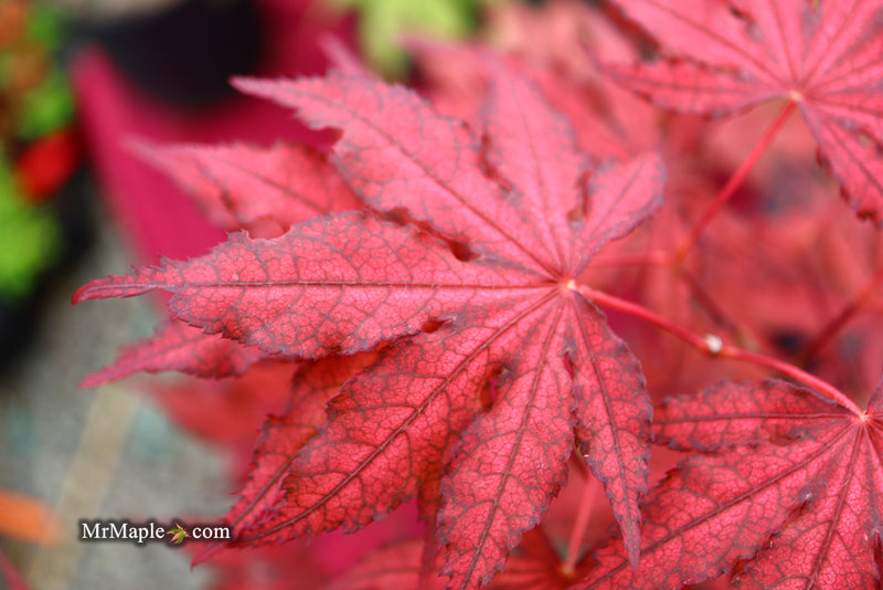 - Acer palmatum 'Dark Knight' Japanese Maple - Mr Maple │ Buy Japanese Maple Trees