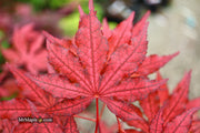 - Acer palmatum 'Dark Knight' Japanese Maple - Mr Maple │ Buy Japanese Maple Trees