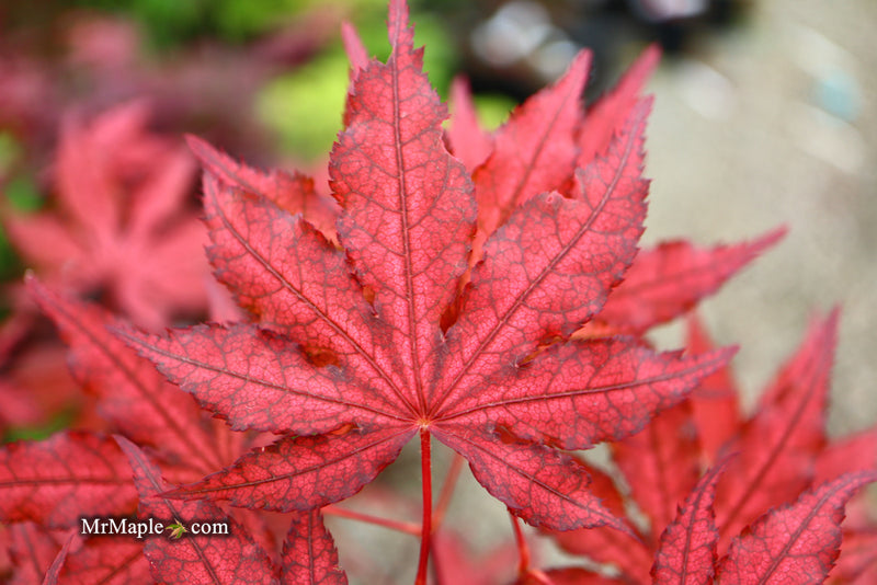- Acer palmatum 'Dark Knight' Japanese Maple - Mr Maple │ Buy Japanese Maple Trees