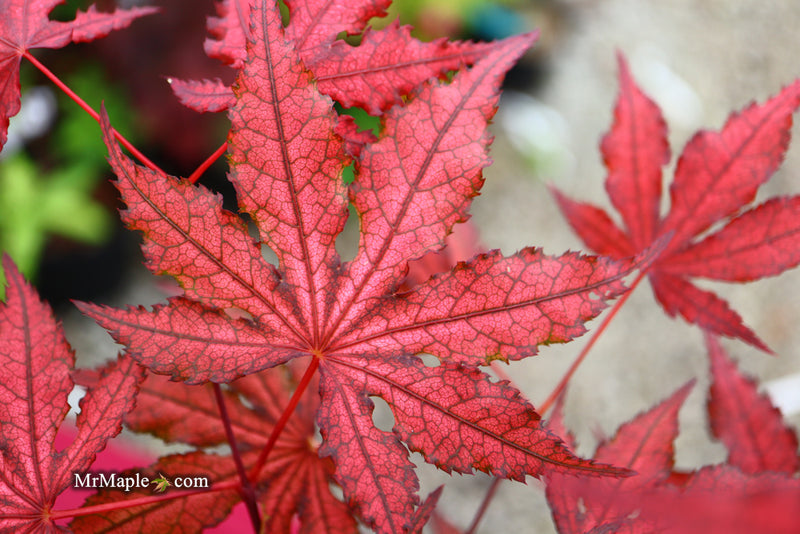 - Acer palmatum 'Dark Knight' Japanese Maple - Mr Maple │ Buy Japanese Maple Trees