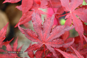 - Acer palmatum 'Dark Knight' Japanese Maple - Mr Maple │ Buy Japanese Maple Trees