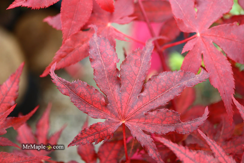 - Acer palmatum 'Dark Knight' Japanese Maple - Mr Maple │ Buy Japanese Maple Trees
