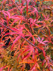 - Acer palmatum 'Green Strap' Rare Japanese Maple - Mr Maple │ Buy Japanese Maple Trees