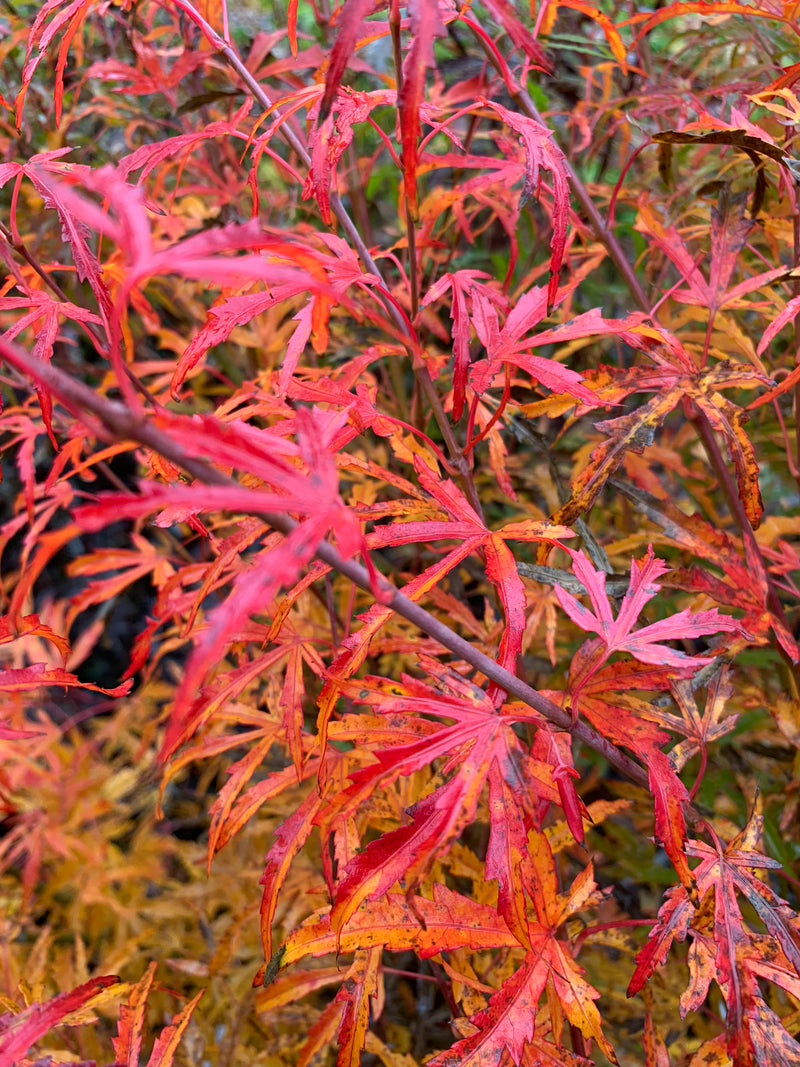 - Acer palmatum 'Green Strap' Rare Japanese Maple - Mr Maple │ Buy Japanese Maple Trees