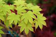 - Acer palmatum 'Rikuzen shidare' Weeping Japanese Maple - Mr Maple │ Buy Japanese Maple Trees
