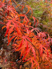 - Acer palmatum 'Green Strap' Rare Japanese Maple - Mr Maple │ Buy Japanese Maple Trees
