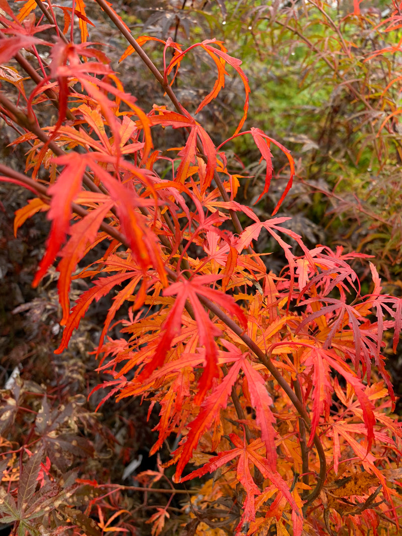 - Acer palmatum 'Green Strap' Rare Japanese Maple - Mr Maple │ Buy Japanese Maple Trees