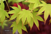 - Acer palmatum 'Rikuzen shidare' Weeping Japanese Maple - Mr Maple │ Buy Japanese Maple Trees