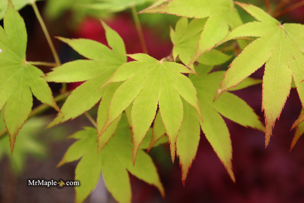 Acer palmatum 'Rikuzen shidare' Weeping Japanese Maple
