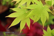 - Acer palmatum 'Rikuzen shidare' Weeping Japanese Maple - Mr Maple │ Buy Japanese Maple Trees