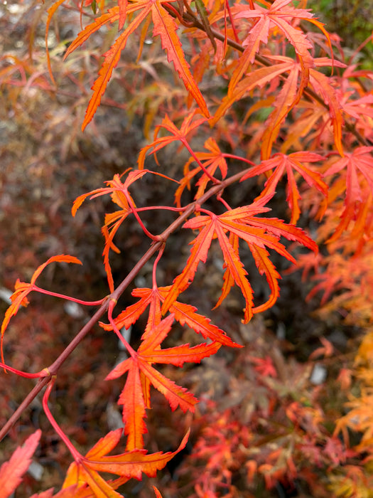 Acer palmatum 'Green Strap' Rare Japanese Maple