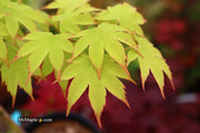 - Acer palmatum 'Rikuzen shidare' Weeping Japanese Maple - Mr Maple │ Buy Japanese Maple Trees