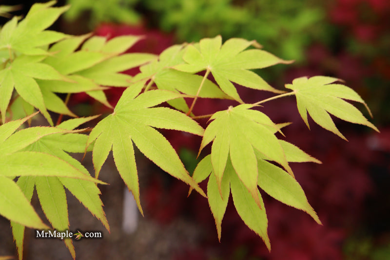 - Acer palmatum 'Rikuzen shidare' Weeping Japanese Maple - Mr Maple │ Buy Japanese Maple Trees