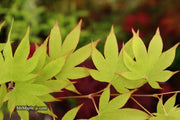 - Acer palmatum 'Rikuzen shidare' Weeping Japanese Maple - Mr Maple │ Buy Japanese Maple Trees