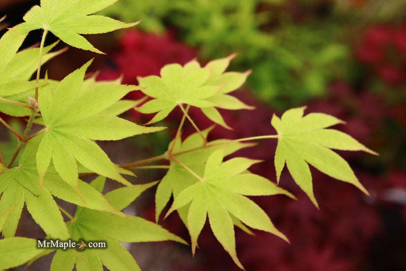 - Acer palmatum 'Rikuzen shidare' Weeping Japanese Maple - Mr Maple │ Buy Japanese Maple Trees