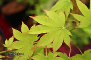- Acer palmatum 'Rikuzen shidare' Weeping Japanese Maple - Mr Maple │ Buy Japanese Maple Trees