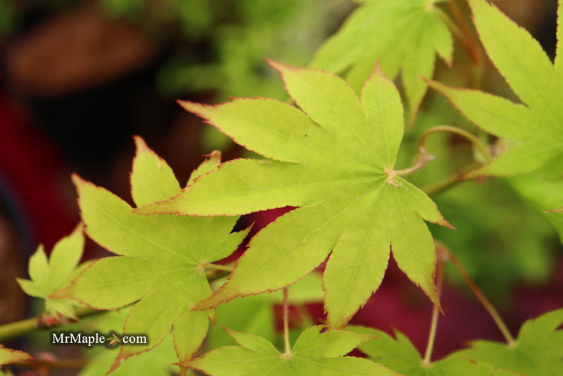 - Acer palmatum 'Rikuzen shidare' Weeping Japanese Maple - Mr Maple │ Buy Japanese Maple Trees