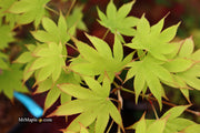 - Acer palmatum 'Rikuzen shidare' Weeping Japanese Maple - Mr Maple │ Buy Japanese Maple Trees