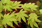 - Acer palmatum 'Rikuzen shidare' Weeping Japanese Maple - Mr Maple │ Buy Japanese Maple Trees
