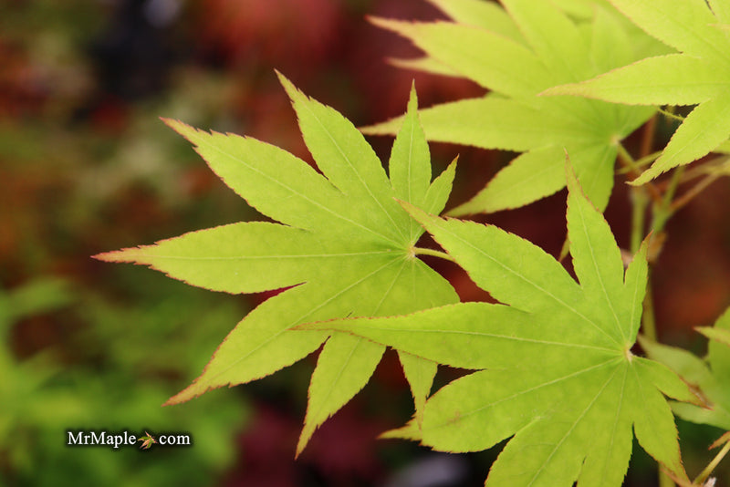 - Acer palmatum 'Rikuzen shidare' Weeping Japanese Maple - Mr Maple │ Buy Japanese Maple Trees