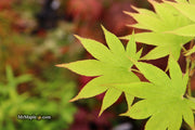 - Acer palmatum 'Rikuzen shidare' Weeping Japanese Maple - Mr Maple │ Buy Japanese Maple Trees