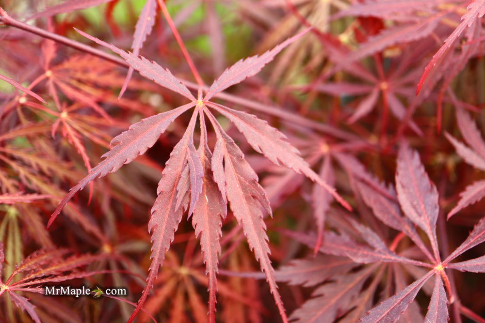 Acer palmatum 'Tamukeyama' Weeping Red Japanese Maple
