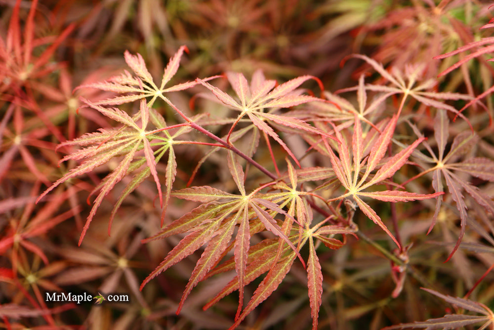 Acer palmatum 'Tamukeyama' Weeping Red Japanese Maple