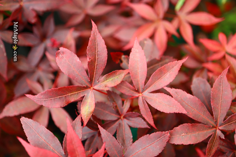 Acer palmatum 'Little Red' Japanese Maple