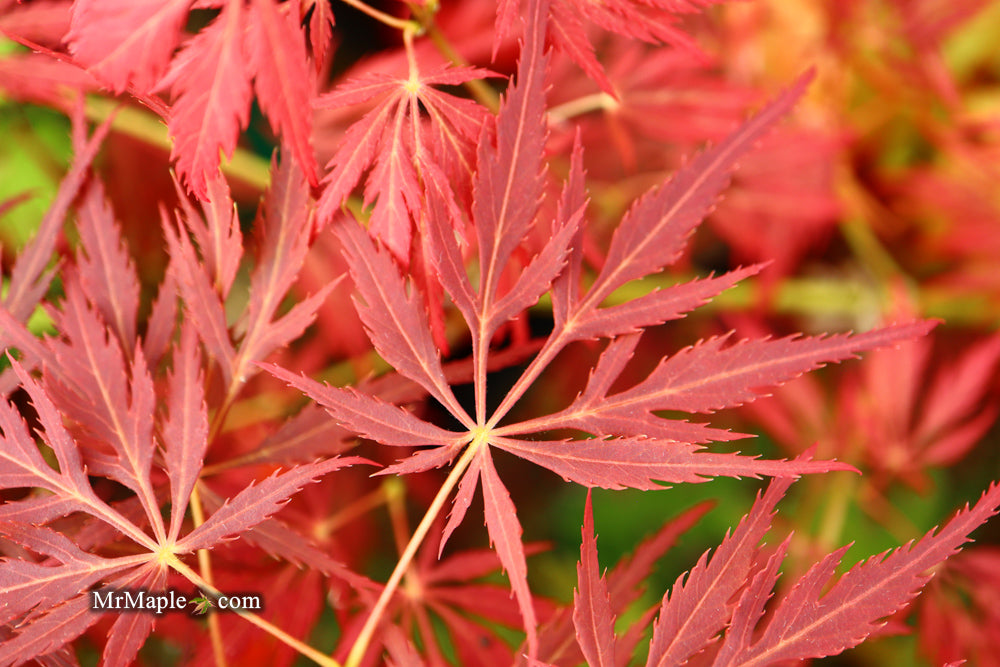 Acer palmatum 'Red Web' Japanese Maple