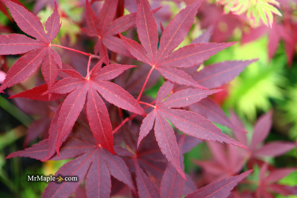 FOR PICKUP ONLY | Acer palmatum 'Hefner's Red' Japanese Maple | DOES NOT SHIP