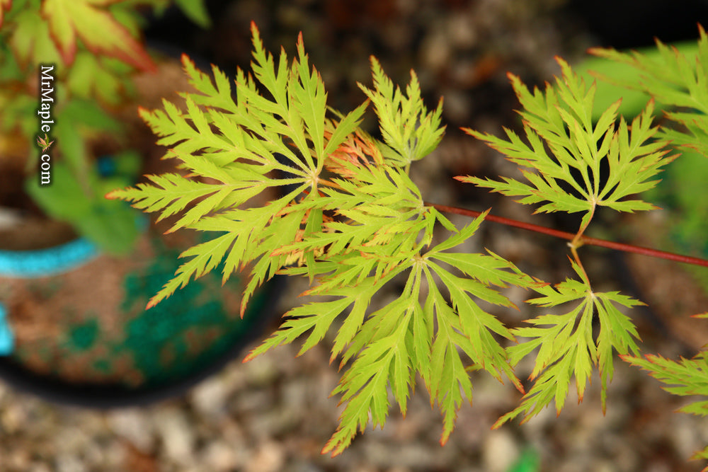 Acer palmatum 'Ellen' Japanese Maple