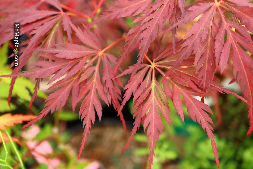 Acer palmatum 'Deb' Japanese Maple