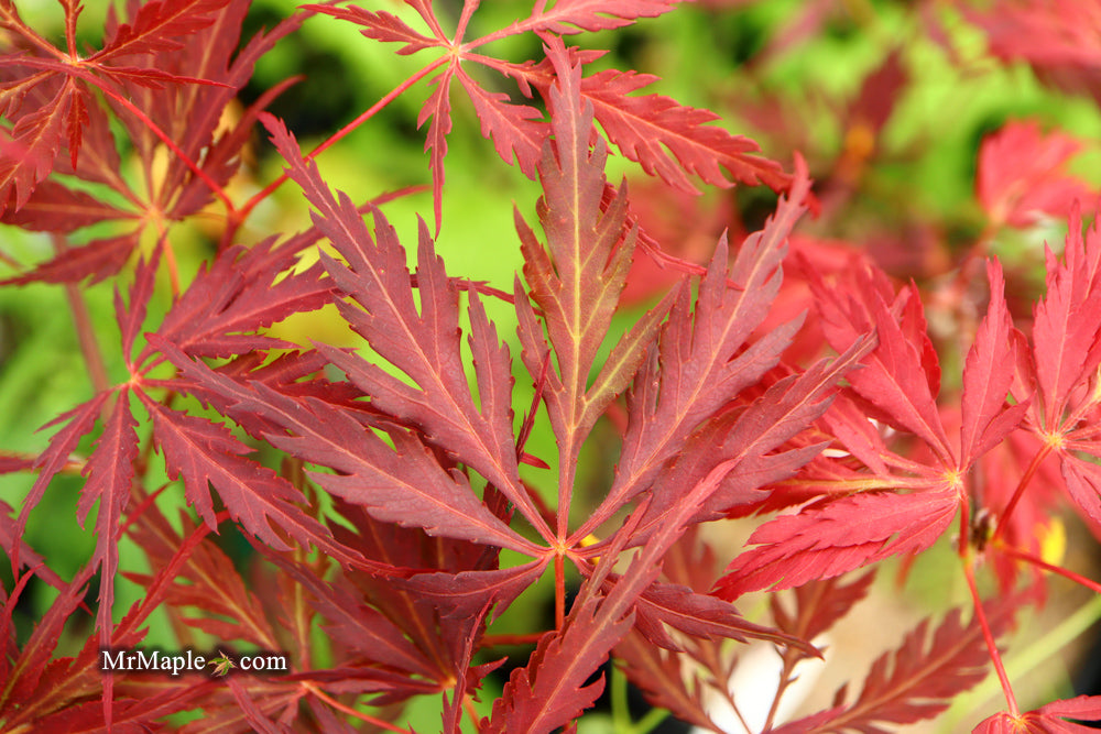 Acer palmatum 'Deb' Japanese Maple