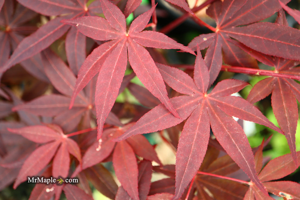 Acer palmatum 'Flushing' Japanese Maple