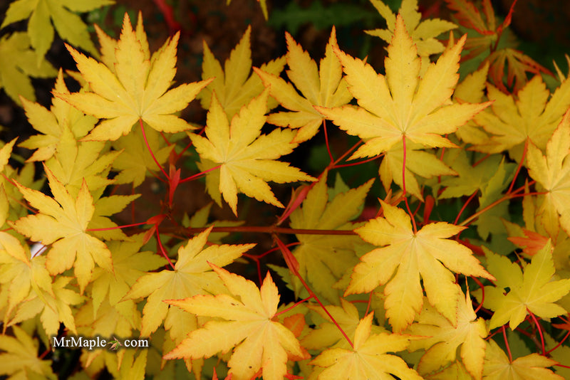 - Acer palmatum 'Dragon Master' Golden Weeping Japanese Maple - Mr Maple │ Buy Japanese Maple Trees
