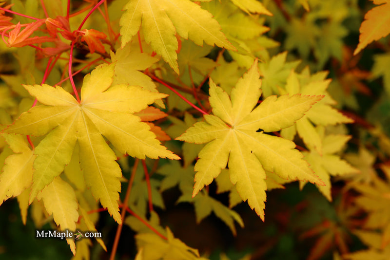 - Acer palmatum 'Dragon Master' Golden Weeping Japanese Maple - Mr Maple │ Buy Japanese Maple Trees