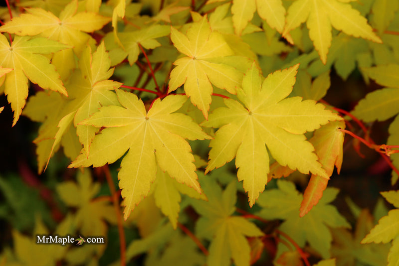 - Acer palmatum 'Dragon Master' Golden Weeping Japanese Maple - Mr Maple │ Buy Japanese Maple Trees