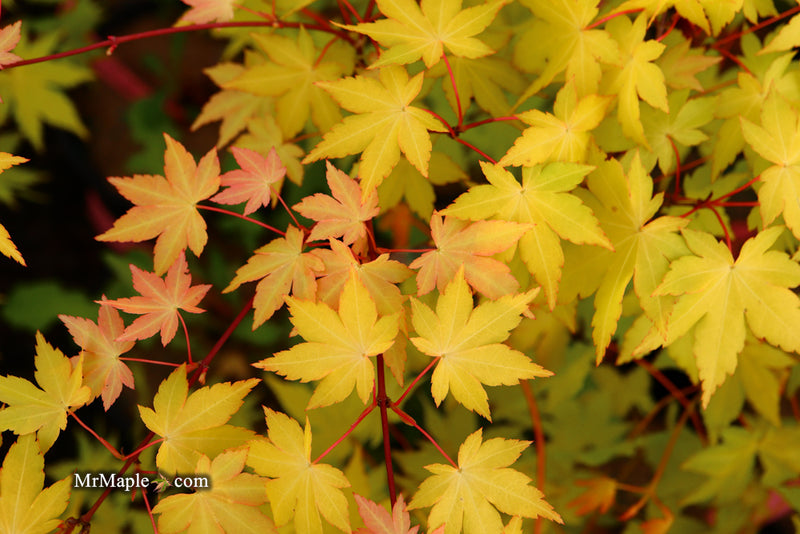 - Acer palmatum 'Dragon Master' Golden Weeping Japanese Maple - Mr Maple │ Buy Japanese Maple Trees