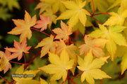 - Acer palmatum 'Dragon Master' Golden Weeping Japanese Maple - Mr Maple │ Buy Japanese Maple Trees