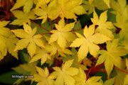 - Acer palmatum 'Dragon Master' Golden Weeping Japanese Maple - Mr Maple │ Buy Japanese Maple Trees