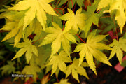 - Acer palmatum 'Dragon Master' Golden Weeping Japanese Maple - Mr Maple │ Buy Japanese Maple Trees