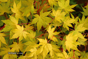 - Acer palmatum 'Dragon Master' Golden Weeping Japanese Maple - Mr Maple │ Buy Japanese Maple Trees