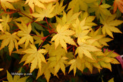 - Acer palmatum 'Dragon Master' Golden Weeping Japanese Maple - Mr Maple │ Buy Japanese Maple Trees