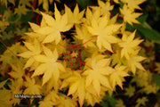 - Acer palmatum 'Dragon Master' Golden Weeping Japanese Maple - Mr Maple │ Buy Japanese Maple Trees