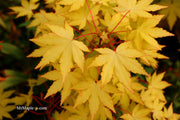 - Acer palmatum 'Dragon Master' Golden Weeping Japanese Maple - Mr Maple │ Buy Japanese Maple Trees