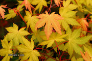 - Acer palmatum 'Dragon Master' Golden Weeping Japanese Maple - Mr Maple │ Buy Japanese Maple Trees