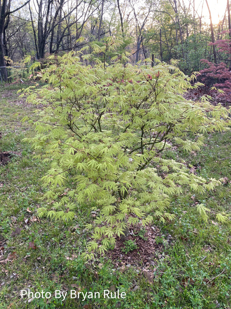 - Acer palmatum 'Grandma Ghost' Japanese Maple - Mr Maple │ Buy Japanese Maple Trees
