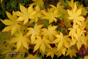 - Acer palmatum 'Dragon Master' Golden Weeping Japanese Maple - Mr Maple │ Buy Japanese Maple Trees