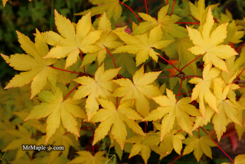 - Acer palmatum 'Dragon Master' Golden Weeping Japanese Maple - Mr Maple │ Buy Japanese Maple Trees